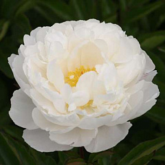 Пион травянистый "Гардения" (Gardenia)
